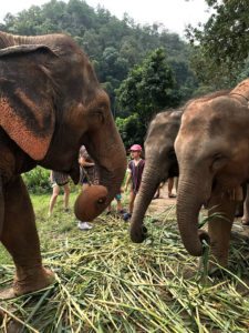 Inspiration from elephants