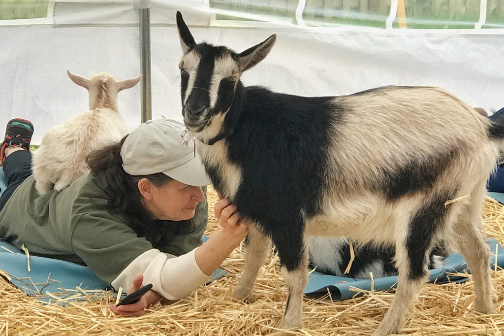 yoga with animals