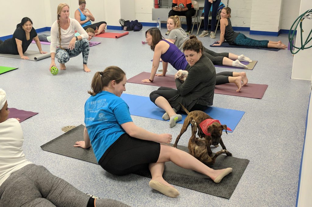 yoga with animals