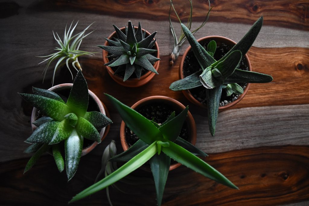 Healthy houseplants