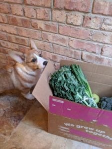 Imperfect Produce box