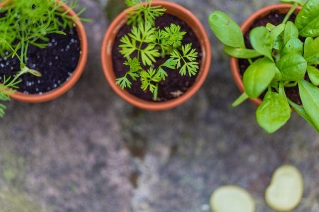 urban gardening