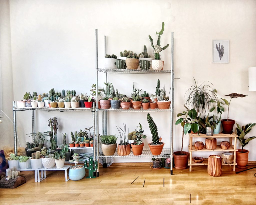 how to develop a green thumb in a tiny apartment