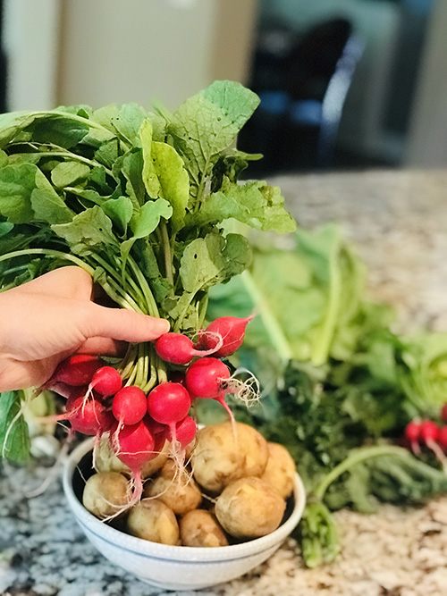 radishes from a CSA