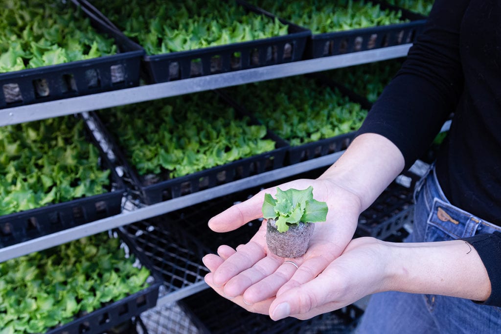 gotham greens basil plant