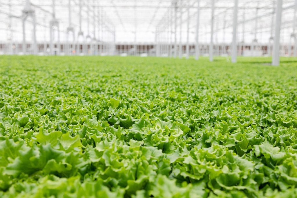 gothan greens butter lettuce in greenhouse