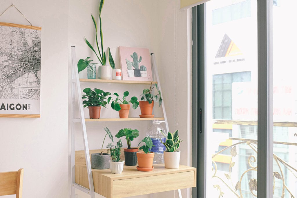 how to grow indoor plants