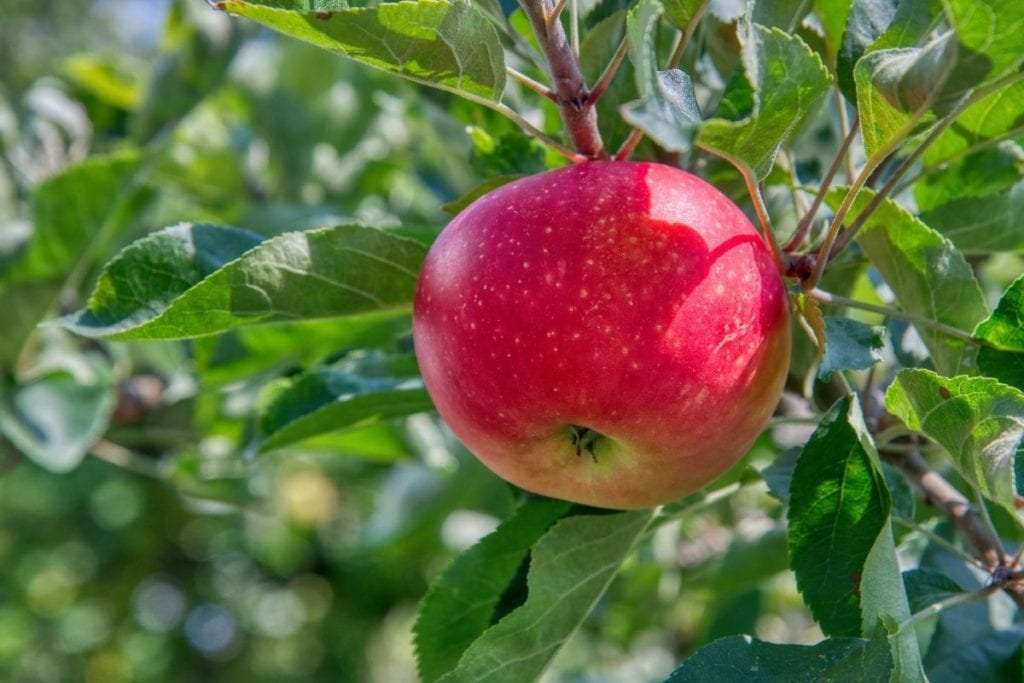 apple cider vinegar