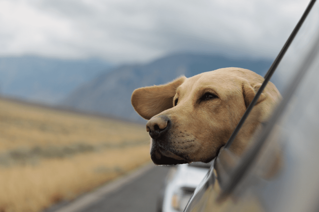 dog gets excited about road trip