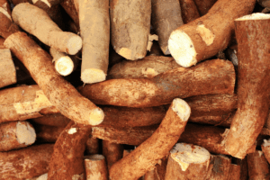 what is cassava