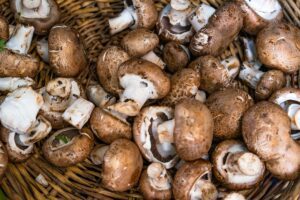 functional mushrooms